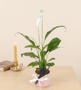 pembe saksıda barış çiçeği, barış çiçeği satın al, 